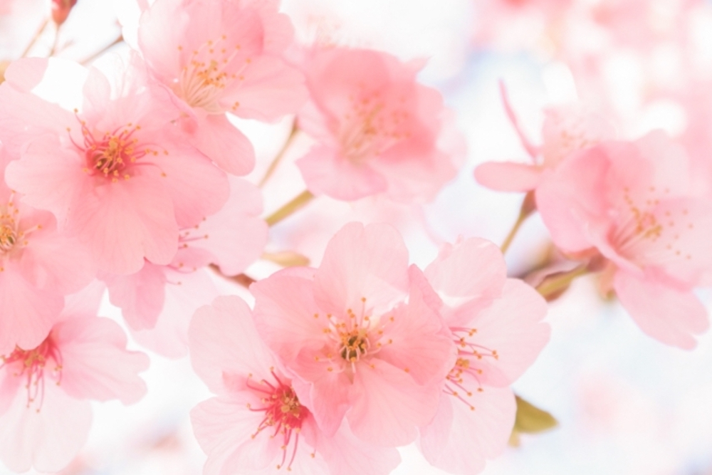 石橋文化センター SAKURAまつり2020 園内に咲く約150本の桜