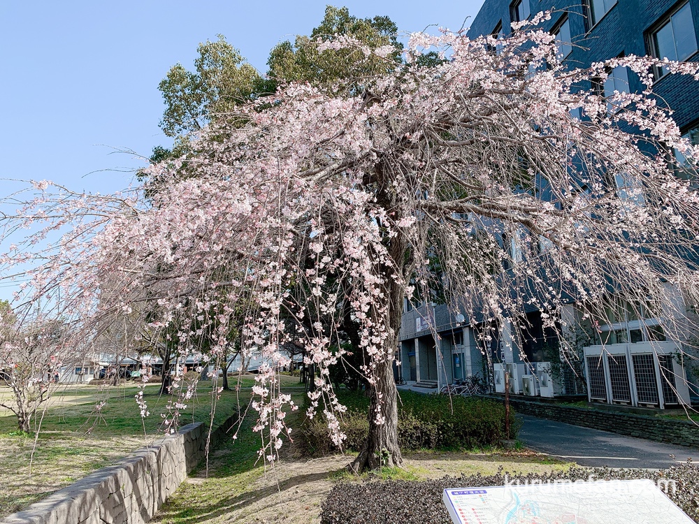 久留米市役所側 両替町公園のシダレザクラが咲き始めてます【花見】