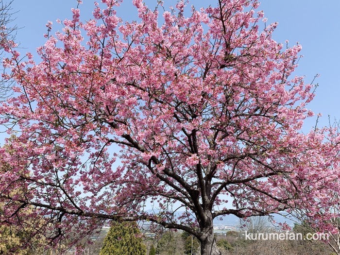 内山緑地建設 陽光桜（ヨウコウサクラ）が満開でキレイ！