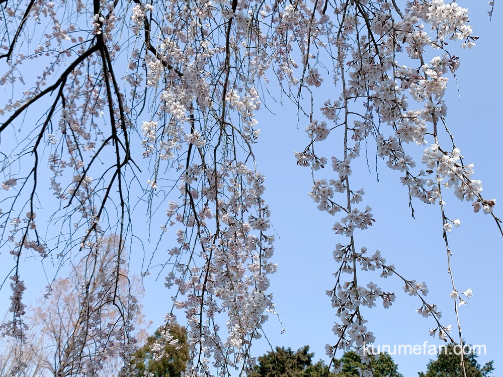 内山緑地のしだれ桜が咲きはじめ 陽光桜は満開でキレイ【久留米市田主丸町】