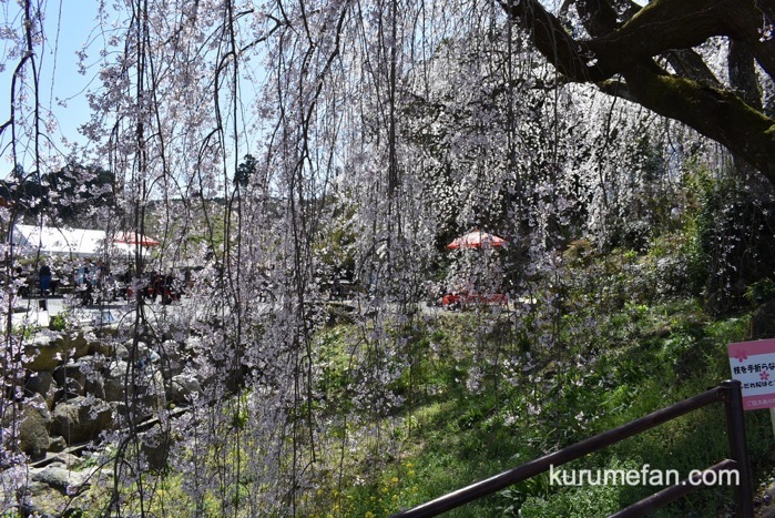 うきは市 滝が流れ落ちるようなシダレザクラ「身延桜」