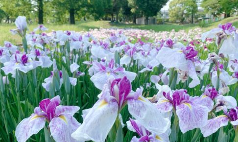 久留米市 大隈公園のハナショウブが見頃 約4,000株の花