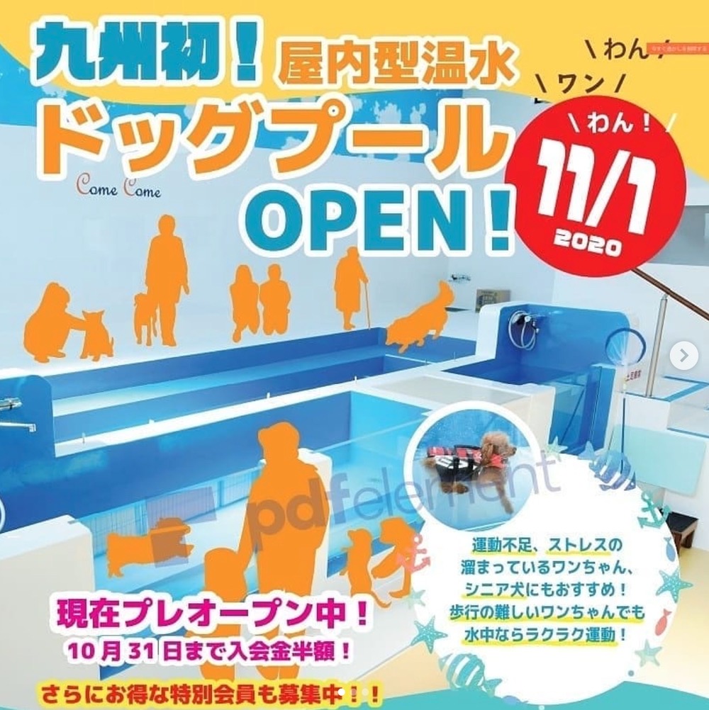 九州初！屋内型温水ドッグプールがオープン！ワンワン広場カムカム