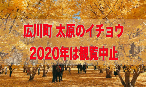 広川町「太原のイチョウ」2020年は観覧中止 新型コロナの影響やイチョウ養生のため