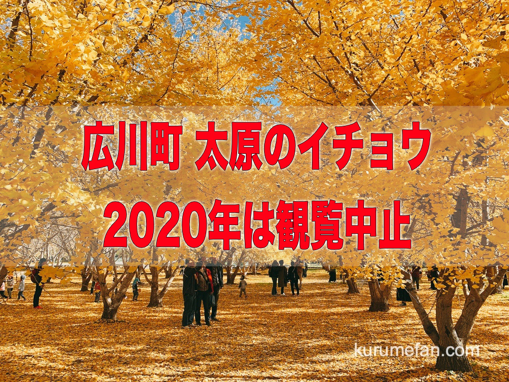 広川町「太原のイチョウ」2020年は観覧中止 新型コロナの影響やイチョウ養生のため