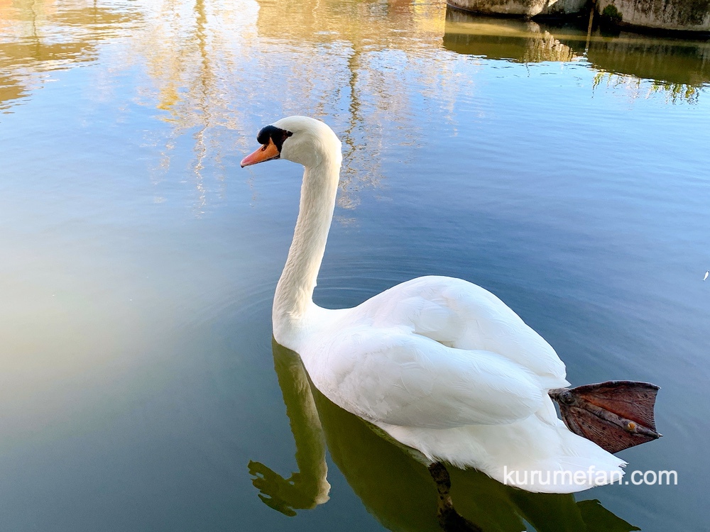 石橋文化センターの池にいる白鳥（コブハクチョウ）久留米市