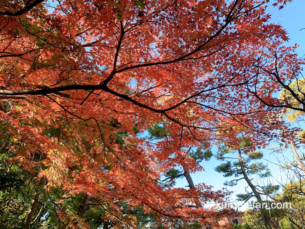 石橋文化センターの紅葉がきれい！園内の紅葉や白鳥を見てきた【久留米市】