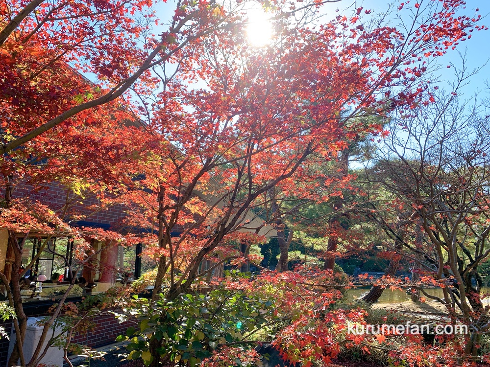 石橋文化センター園内の美しい紅葉【久留米市野中町】