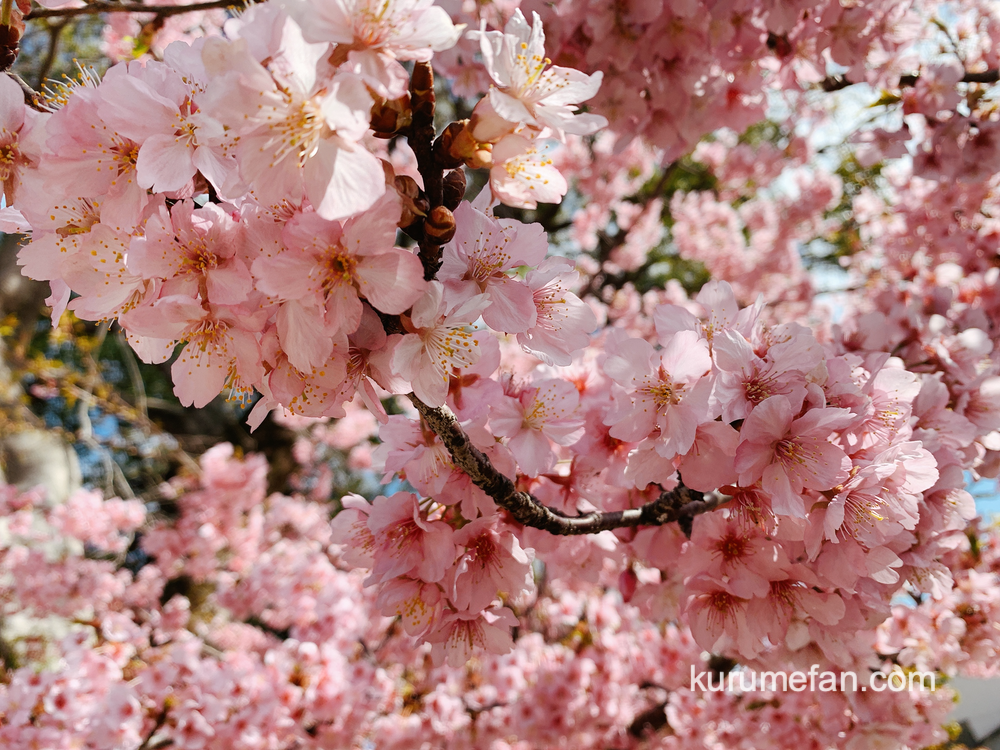 久留米市宮ノ陣町 八丁島天満宮の境内に咲く数本の河津桜（カワヅザクラ）