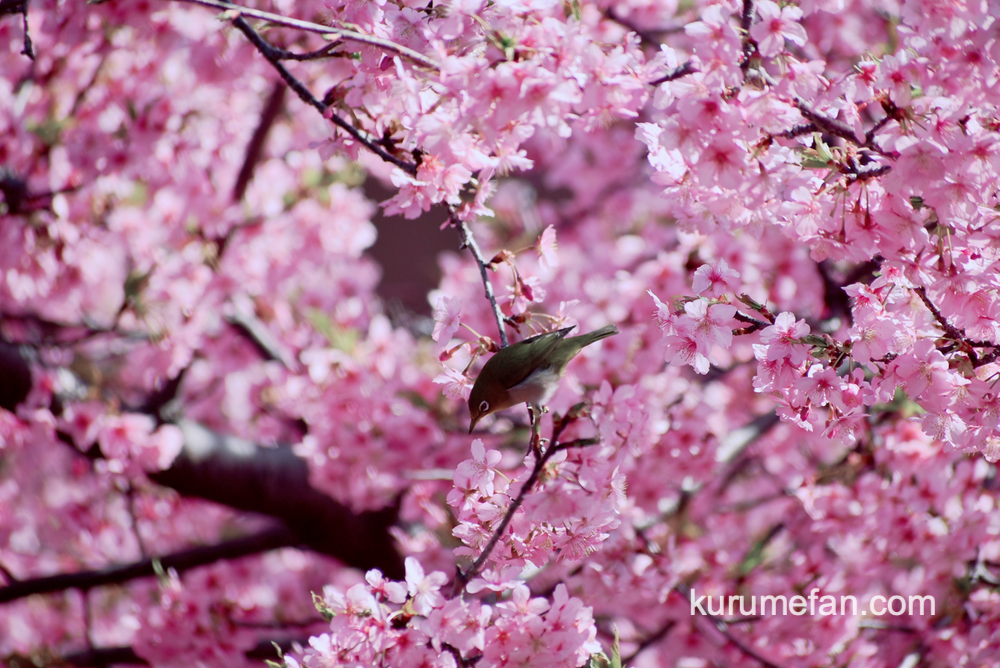 久留米市宮ノ陣町 八丁島天満宮の河津桜が満開！優雅に咲く数本の桜