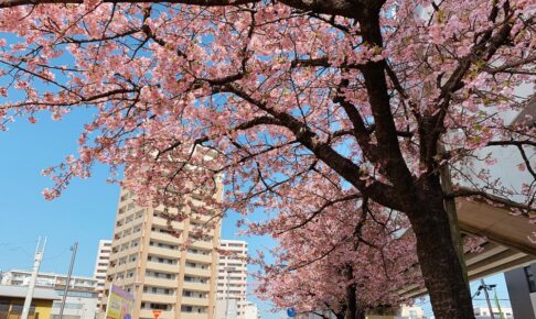 久留米市花畑駅側にある河津桜がキレイ！早咲き桜が見頃【2021年】