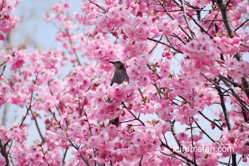 陽光桜が見頃！久留米市荒木町の鷲塚公園 鮮やかなピンク色の桜