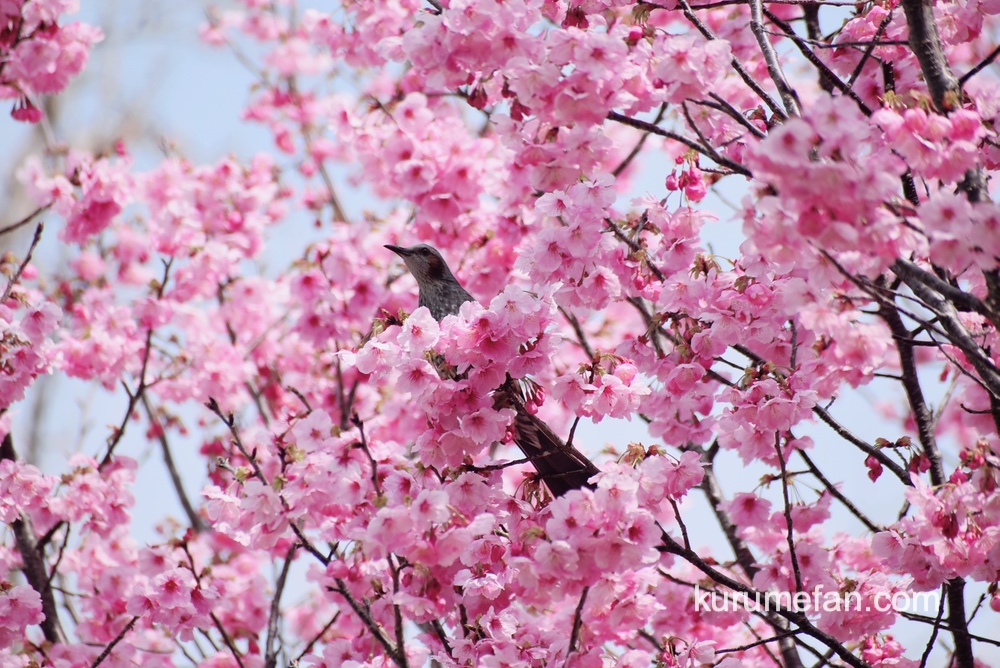 久留米市荒木町 鷲塚公園の陽光桜（ヨウコウザクラ）と野鳥
