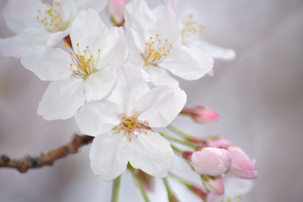 2021年 福岡のさくらの開花宣言 観測史上最も早い開花に【3月12日】