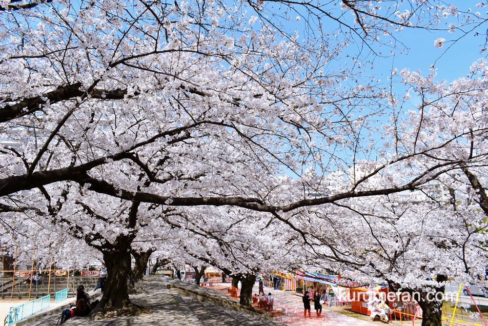 久留米市 小頭町公園に咲く100本の桜が満開