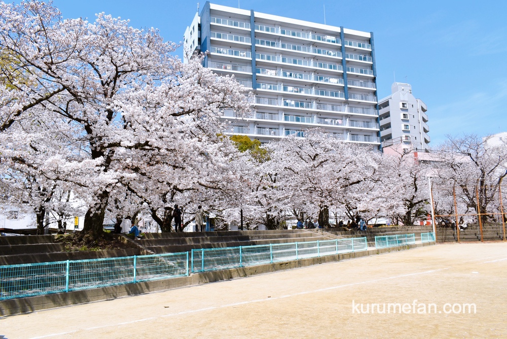 久留米市 小頭町公園に咲く100本の桜が満開