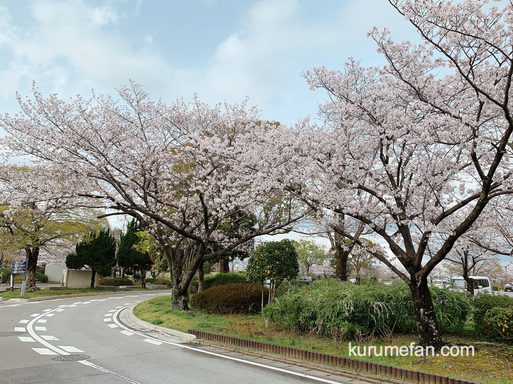 久留米百年公園の桜（ソメイヨシノ）