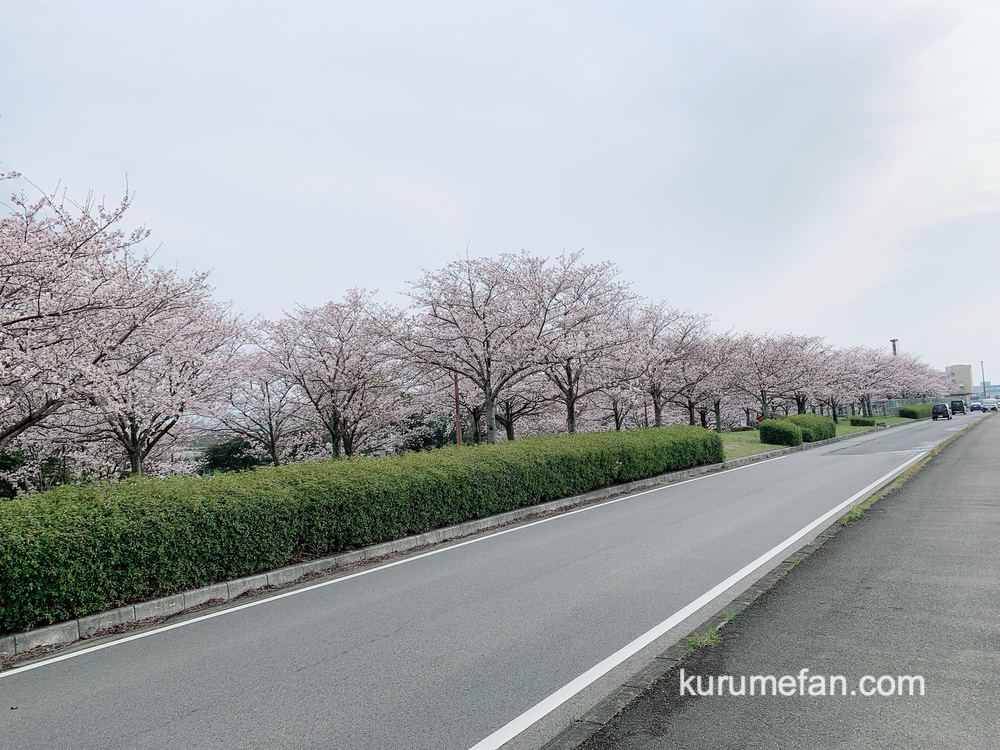 久留米市東合川干出町にある中千出公園の桜