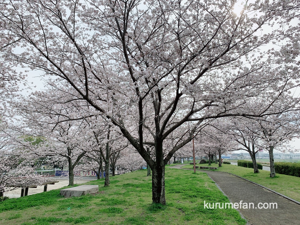 久留米市東合川干出町にある中千出公園の桜