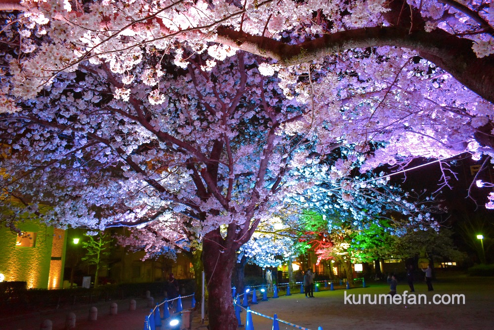 久留米市 ライトアップされた三本松公園の桜が幻想的