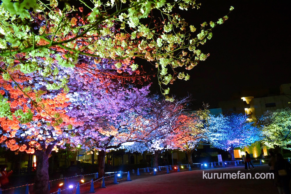 久留米市 三本松公園の桜がライトアップされ幻想的！文化街桜ライトアップ【動画あり】