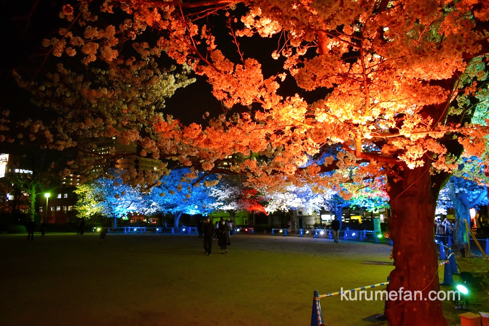 久留米市 ライトアップされた三本松公園の桜が幻想的