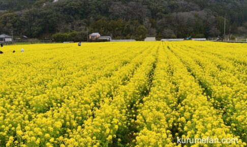 道の駅原鶴 約80万本の菜の花！黄色い絨毯のような絶景【朝倉市】