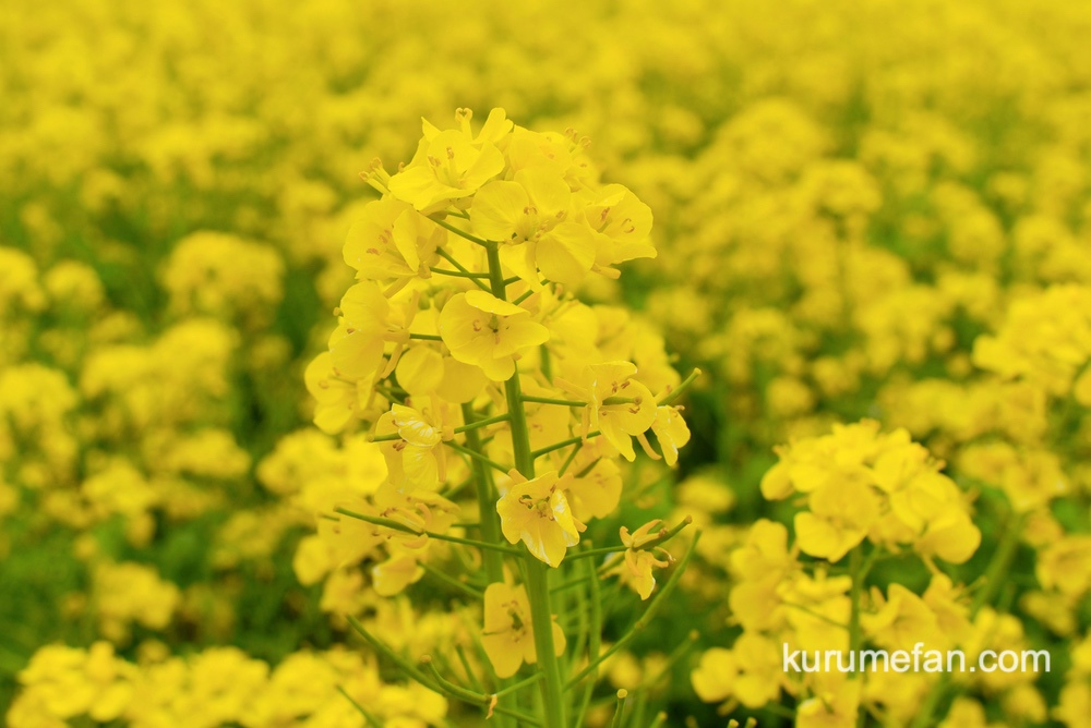 道の駅 原鶴 約60万本の菜の花！黄色い絨毯のような絶景【朝倉市】