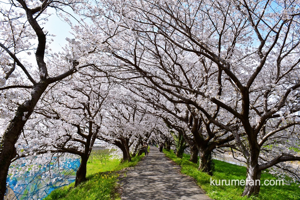 うきは市 約2キロ続く流川さくら並木 桜のトンネル