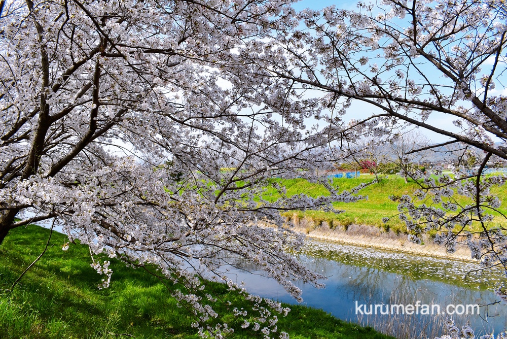 うきは市 流川 散った桜の花びらが水面に浮きとても綺麗