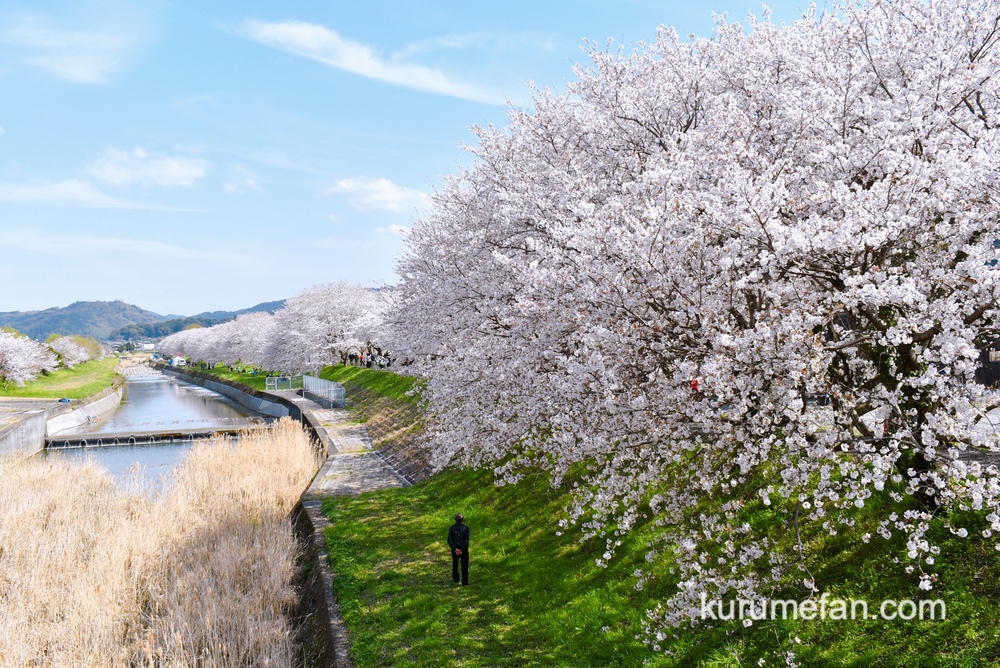 うきは市 流川の桜並木が見頃！約2キロ続くが満開の桜に感動