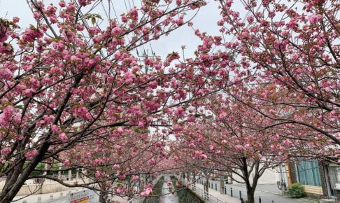 久留米市 池町川沿いのサトザクラがもう少しで見頃！ピンク色の花がキレイ