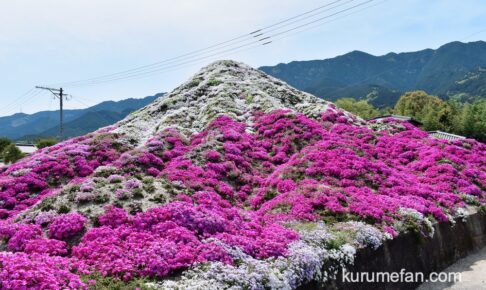 久留米市 田主丸の芝桜富士が綺麗！高さ4メートル シバザクラの富士山【動画あり】