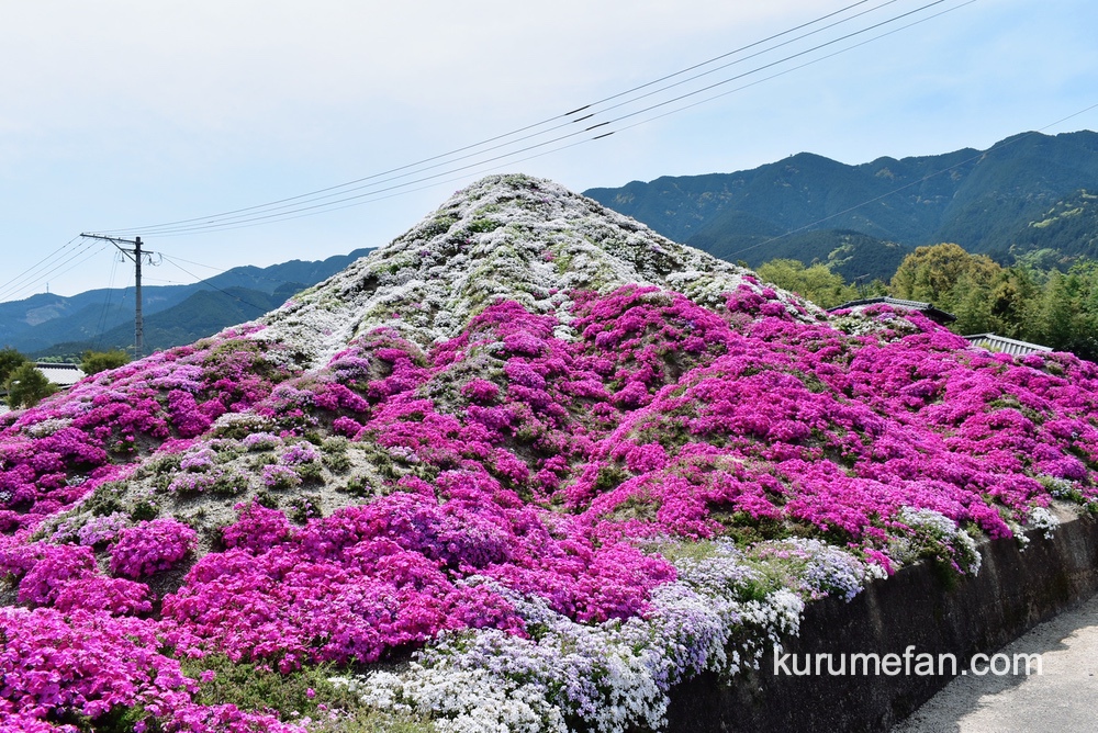 久留米市 田主丸の芝桜富士が綺麗 高さ4メートル シバザクラの富士山 動画あり 久留米ファン