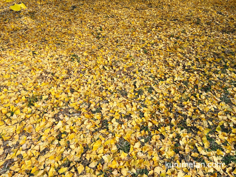 太原（たいばる）のイチョウ 落葉したイチョウの葉が黄金の絨毯のよう