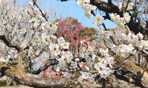 久留米市 梅林寺外苑の梅が見頃 梅花の香りに包まれる梅の名所【2022年】