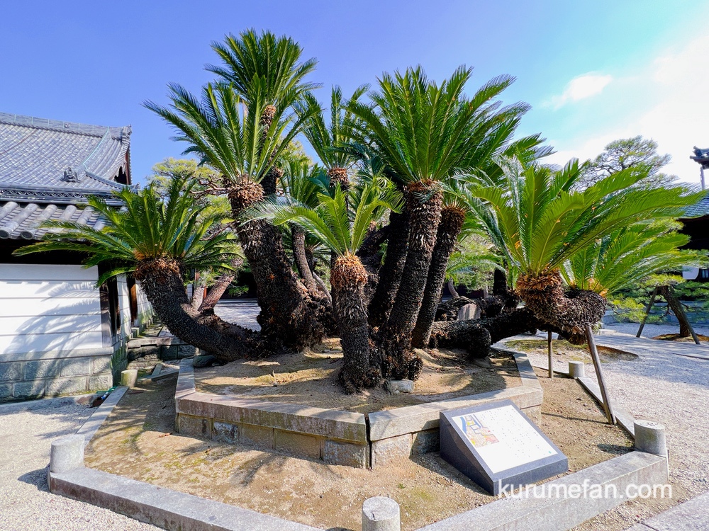 久留米市 梅林寺 樹齢200年以上の大きなソテツ