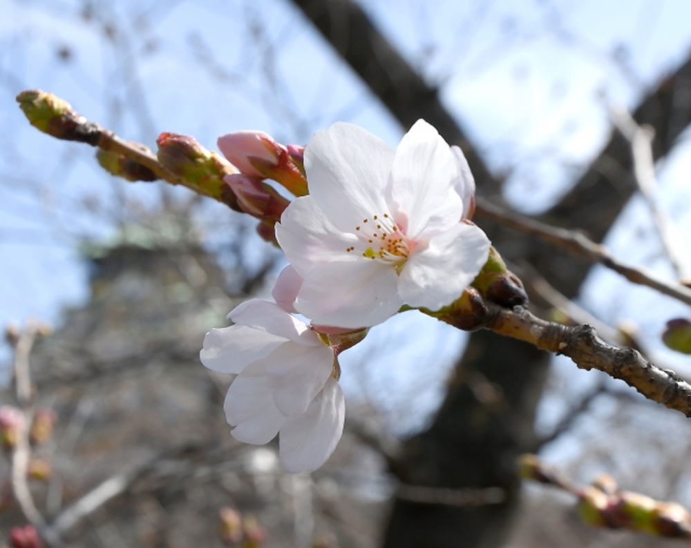 2022年 福岡のさくらの開花宣言 平年より5日早く去年より5日遅い【3月17日】