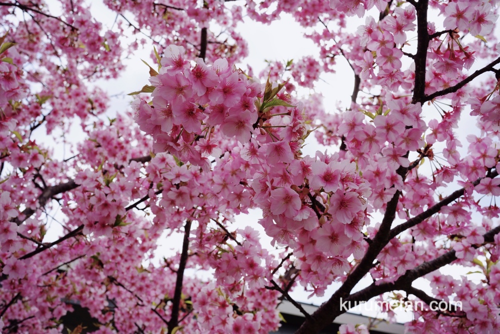 久留米市 コスモすまいる北野 駐車場側の河津桜（カワヅザクラ）