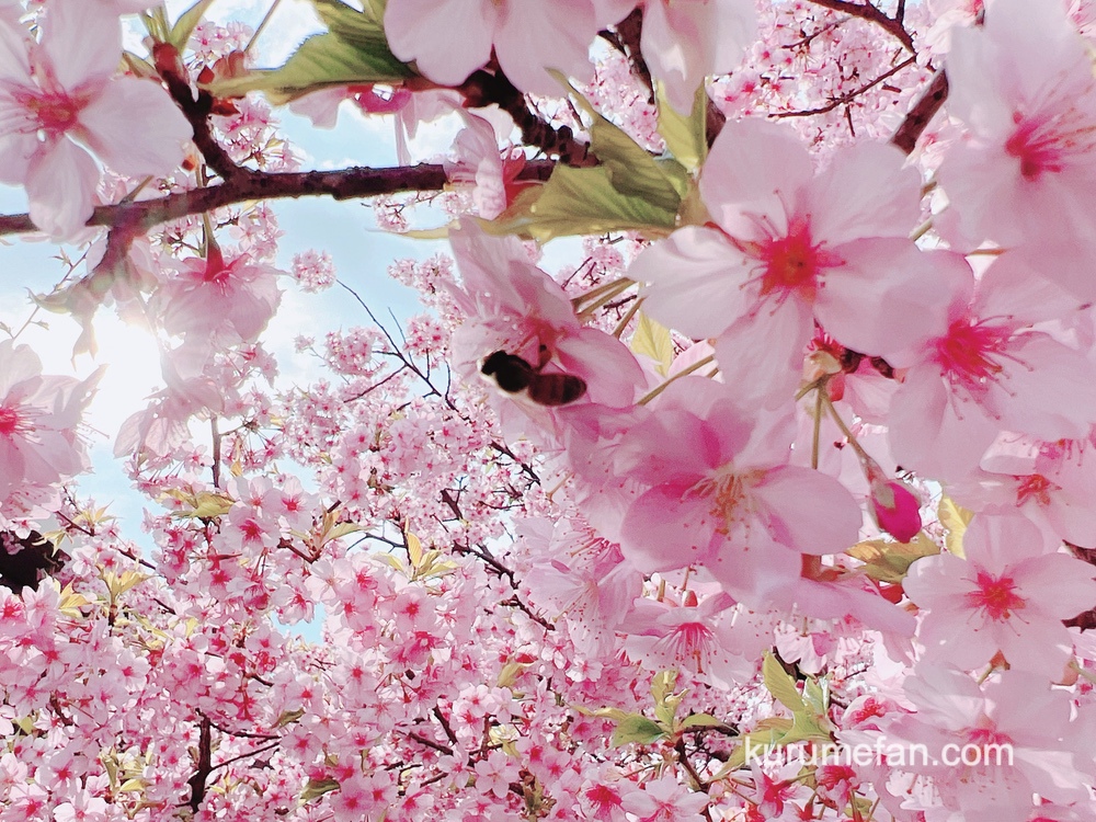 久留米市 コスモすまいる北野の河津桜が見頃！ピンク色の綺麗な桜【2022年】