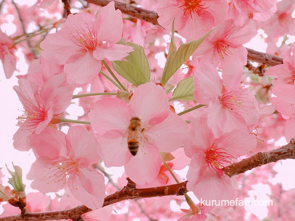 久留米市 コスモすまいる北野 河津桜（カワヅザクラ）とミツバチ