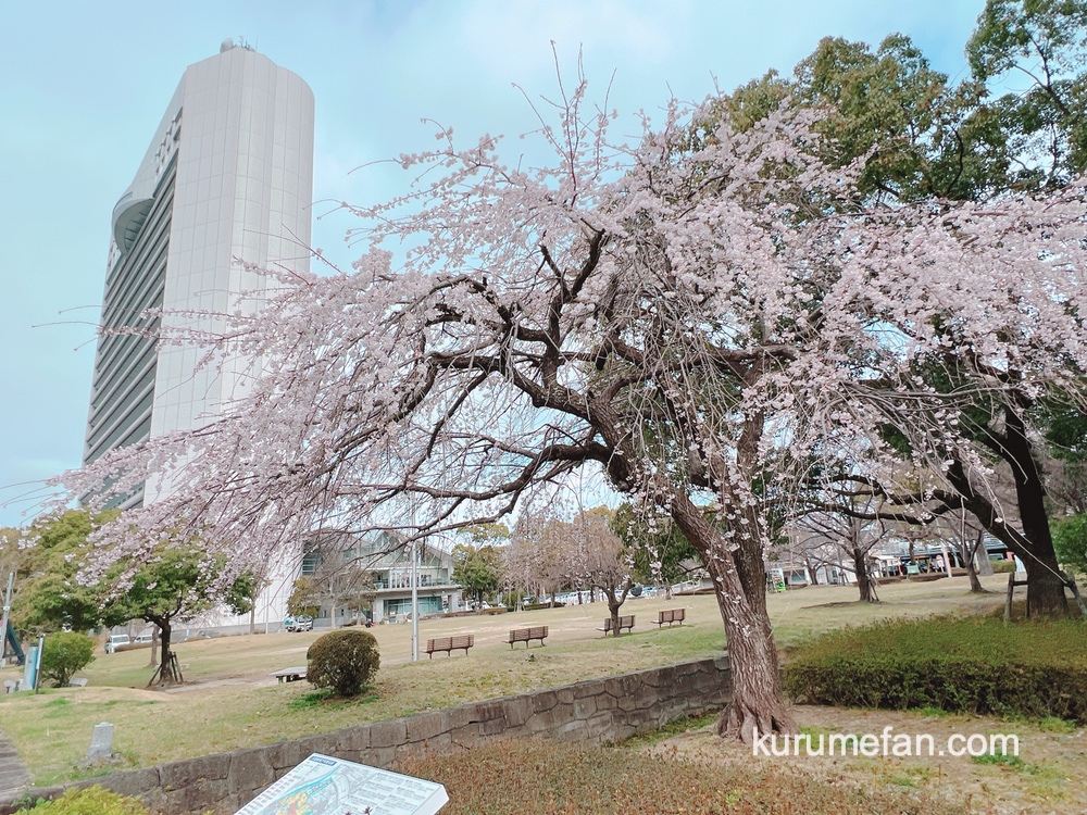 久留米市役所 両替町公園の「しだれ桜」