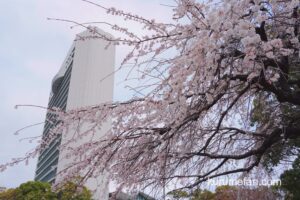 久留米市役所側のシダレザクラが見頃！街中に咲く綺麗な枝垂桜【2022年】