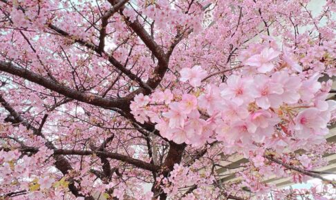 久留米市花畑駅高架下の河津桜が見頃！ピンク色の早咲き桜【2022年】