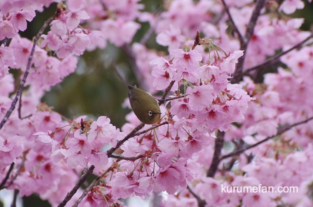 鷲塚公園の陽光桜とメジロ【福岡県久留米市荒木町】