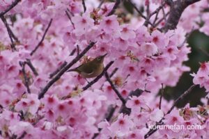 久留米市 鷲塚公園の陽光桜が見頃！鮮やかな紅紫色の花【2022年】