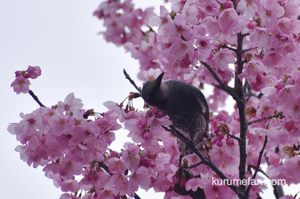 鷲塚公園の陽光桜と野鳥【福岡県久留米市荒木町】