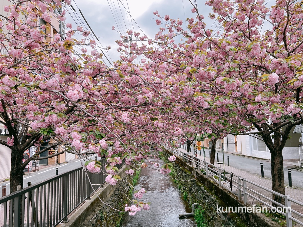 久留米市 池町川沿いの里桜（サトザクラ）ピンク色のアーチ