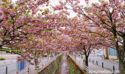 久留米市 池町川沿いの里桜（サトザクラ）が見頃！ピンク色のきれいな桜【2022年】
