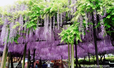 八女市 黒木の大藤が見頃！九州屈指の藤の花 花と香りに包まれる【2022年】